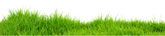 Grass PNG Image - PurePNG | Free transparent CC0 PNG Image Library